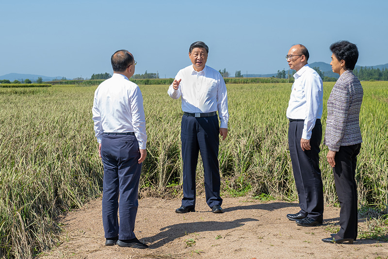 9月6日至8日，中共中央總書記、國家主席、中央軍委主席習(xí)近平在黑龍江考察。這是7日上午，習(xí)近平在遭受洪澇災(zāi)害的哈爾濱尚志市老街基鄉(xiāng)龍王廟村，察看水稻受災(zāi)情況。